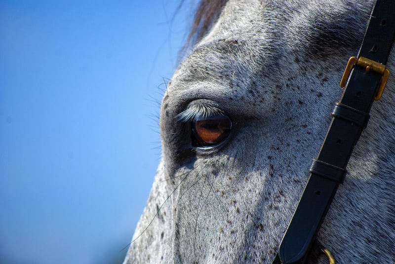 Wild West Horse